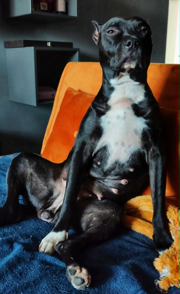 Aiki the dog sitting like a human